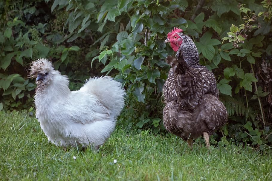 курица, coucou de rennes, шелк, белый, черный, контраст, домашняя птица, сад, gallinacées, природа