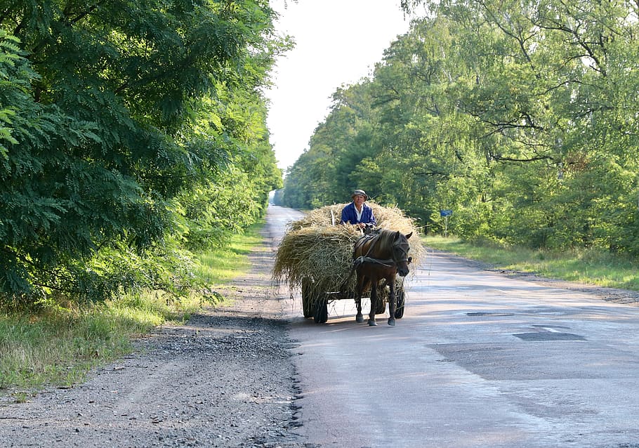wagon, road, hay, horse, trees, landscape, green, nature, the picturesque, idyllic