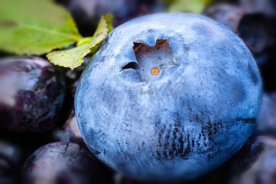 foto close-up, blueberry, alam, daun, tanaman, musim panas, buah, matang, hijau, lezat