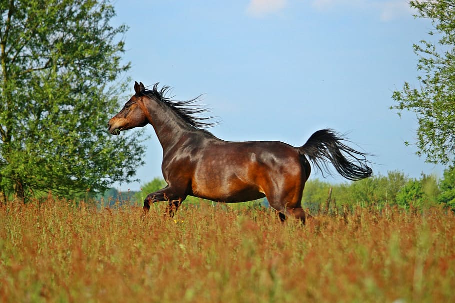 Horse, Brown, Thoroughbred, Arabian, thoroughbred arabian, brown horse, mare, meadow, coupling, pasture