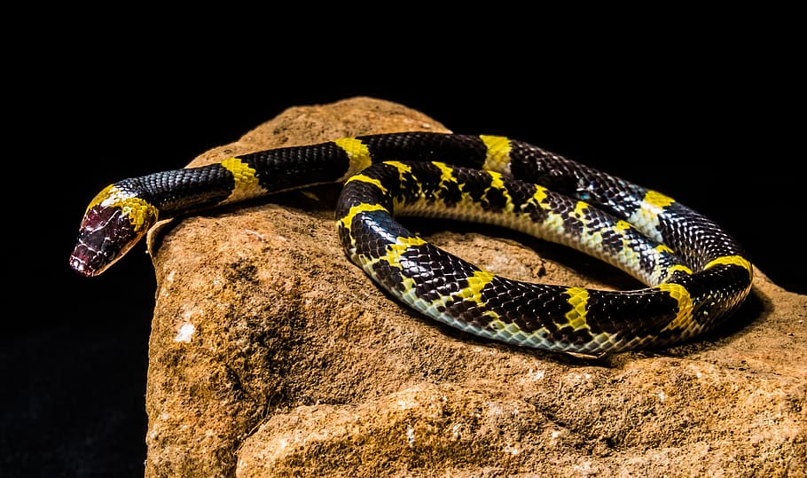 ヘビ 若いヘビ 黒黄色 無毒 爬虫類 1匹の動物 動物のテーマ 動物 脊椎動物 動物の野生動物 Pxfuel