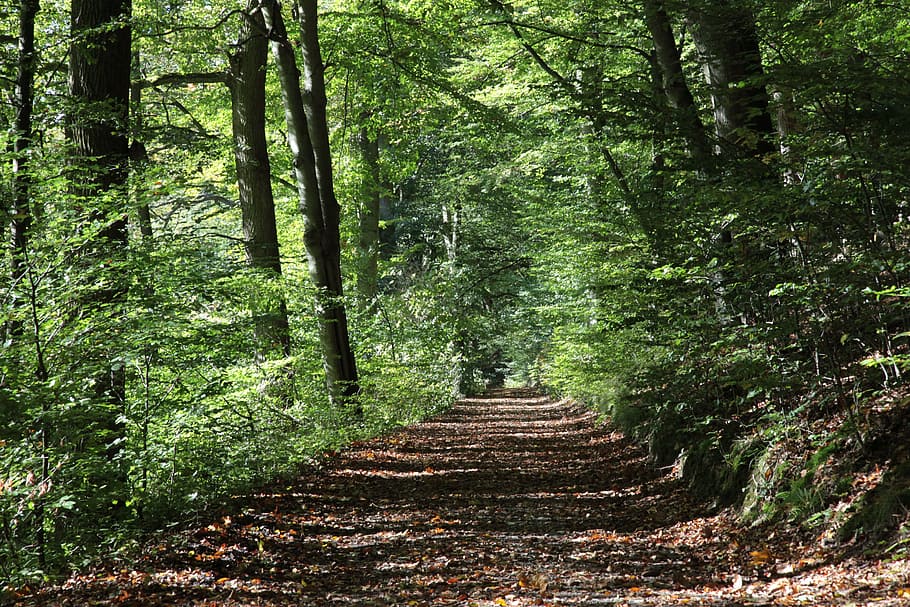 jalur, tengah, hutan, jalur hutan, musim gugur, ek, alam, pohon, daun gugur, suasana hati