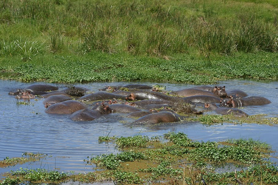 hippopotamus, tanzania, ngorongoro, crater, africa, wildlife, water, plant, grass, animal wildlife