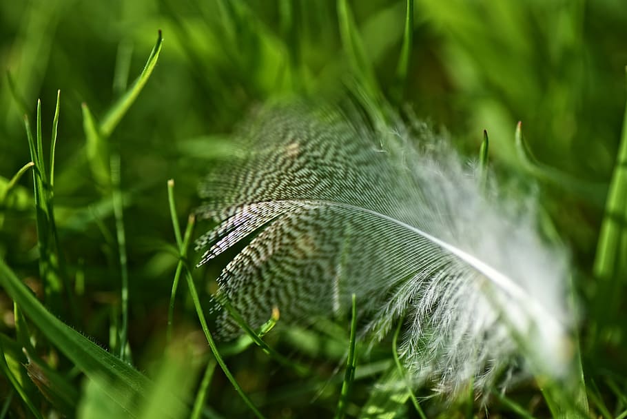 depth photography, white, feather, green, plants, down feather, bird, plumage, vane, rachis
