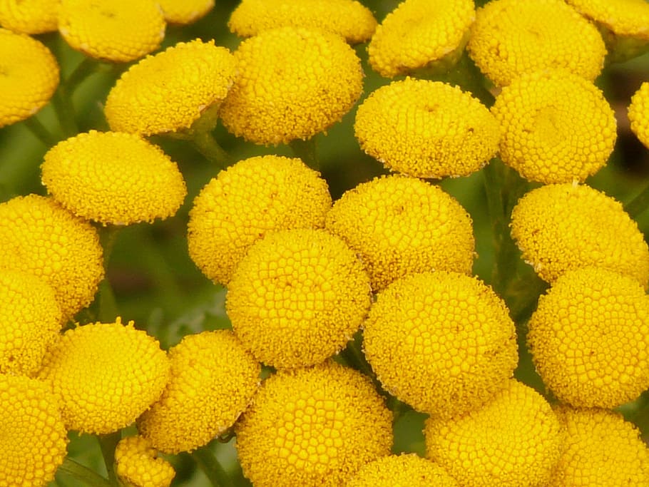 tansy, tanacetum vulgare, chrysanthemum vulgare, worm herbal, composites, asteraceae, silphium laciniatum, yellow, flora, flowers
