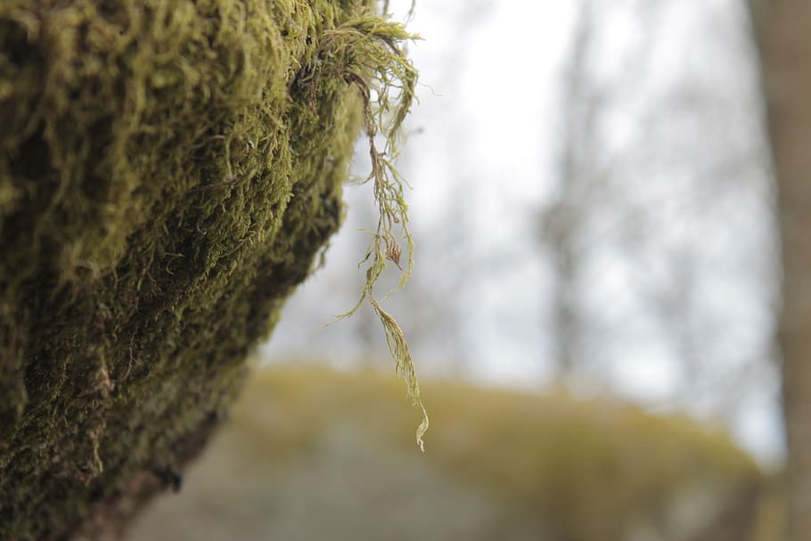 Мшистые блоки. Солнечный лишайники фото на человеке. Moss Block. Увядший мох фото.