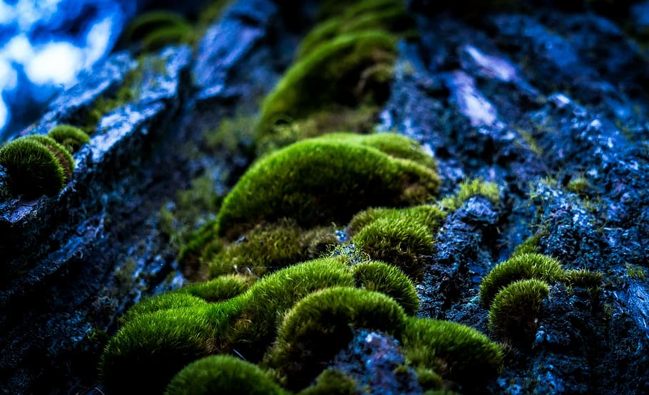 green, moss, closeup, photography, forrest, macro photography, mystical, tree trunk, wood, green color