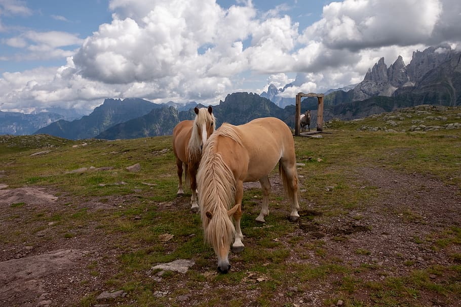 horses, mountain, sky, nature, mountains, landscape, dolomites, outdoors, prato, outdoor