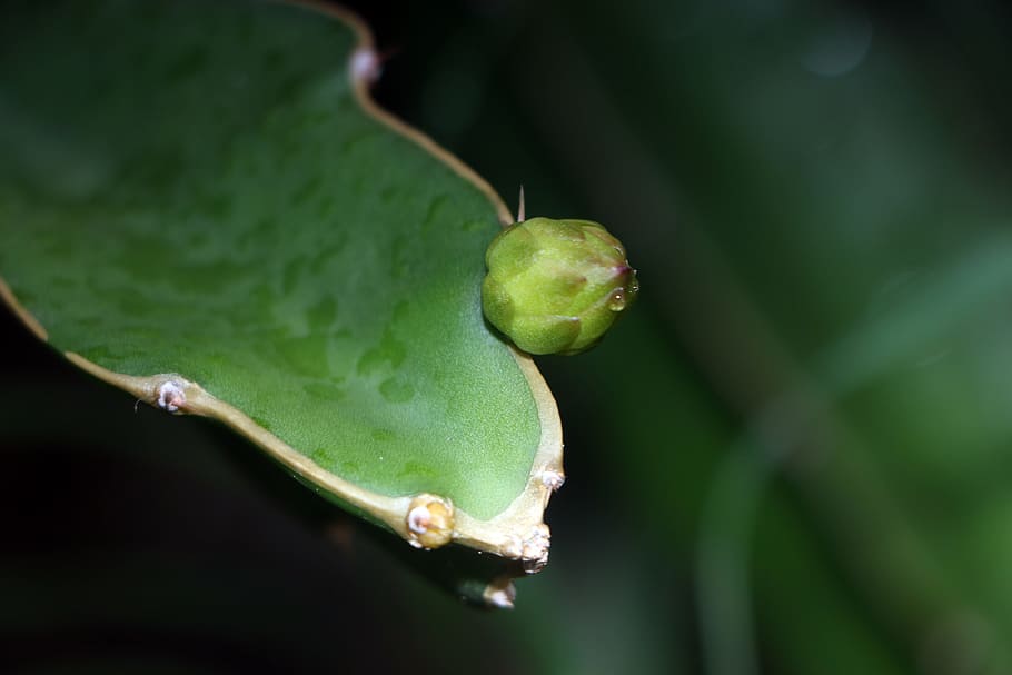 plant, dragon fruit, the pods, green color, close-up, focus on foreground, plant part, food and drink, day, leaf
