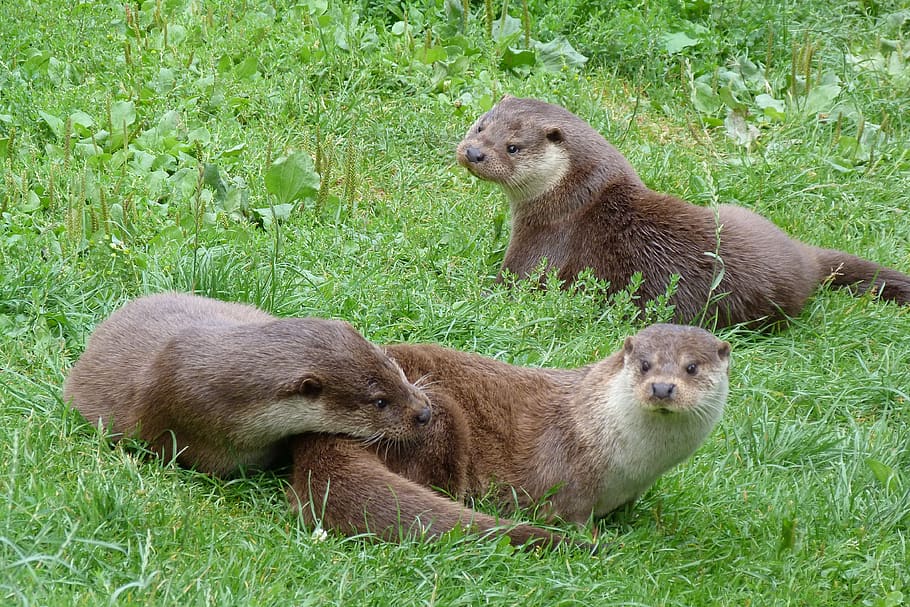 https://p1.pxfuel.com/preview/761/680/970/otters-british-wildlife-centre-playful.jpg