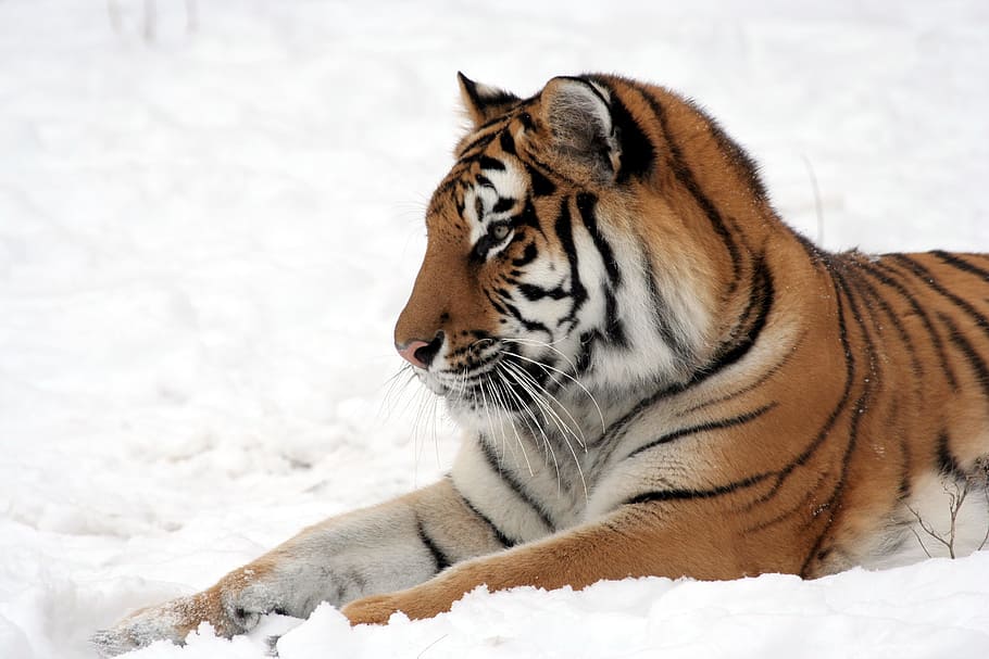 tiger, lying, snow field, orange, white Tiger, snow, zoo, feline, winter, panthera tigris altaica
