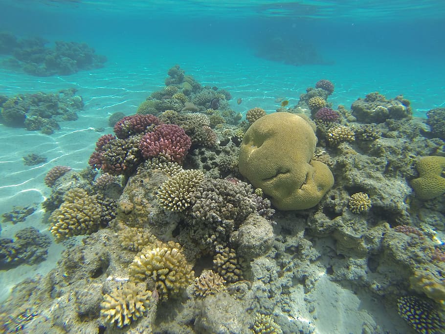 underwater, photography, corals, underwater wildlife, fire coral, tropical fish, sea, undersea, sea life, water