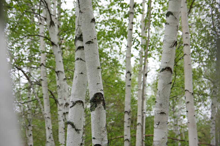 birch, tree, forest, nature, woods, hiking, outdoors, bark, leaves, foliage