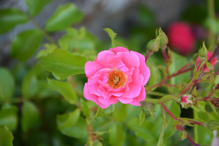 Rose Bud, Rosebush, Pink, Nature, Garden, bush, small flowers, blossomed, spice, pretty