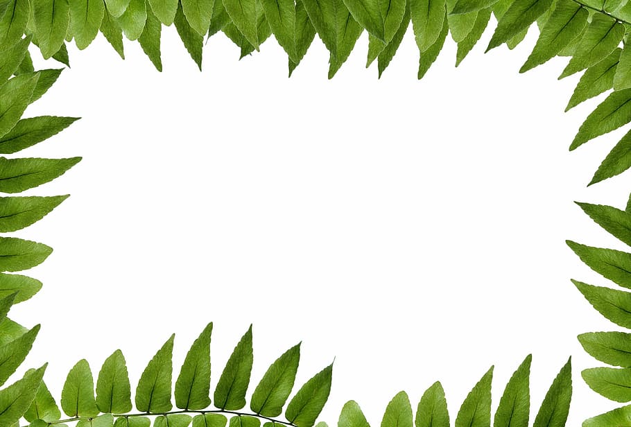 green leaves, leaf, green, polypody, frame, picture frame, ornament, clean, supporting, tree