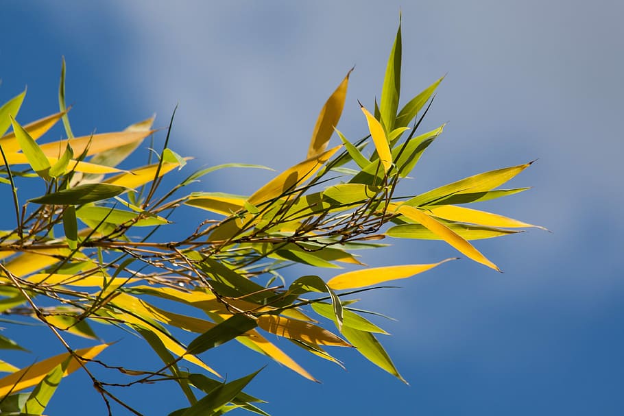 foto de ángulo bajo, hierba de bambú, nublado, cielo, bambú, hierba, plantas, plantas de bambú, grasartig, aireado