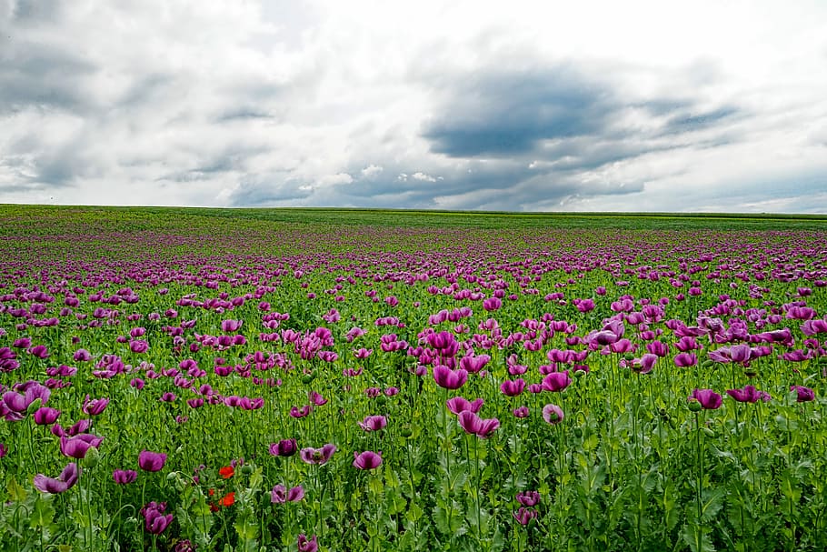 berawan, langit, ungu, bunga tulip, bidang bunga poppy, opium poppy, bunga poppy, bunga, awan - langit, keindahan di alam