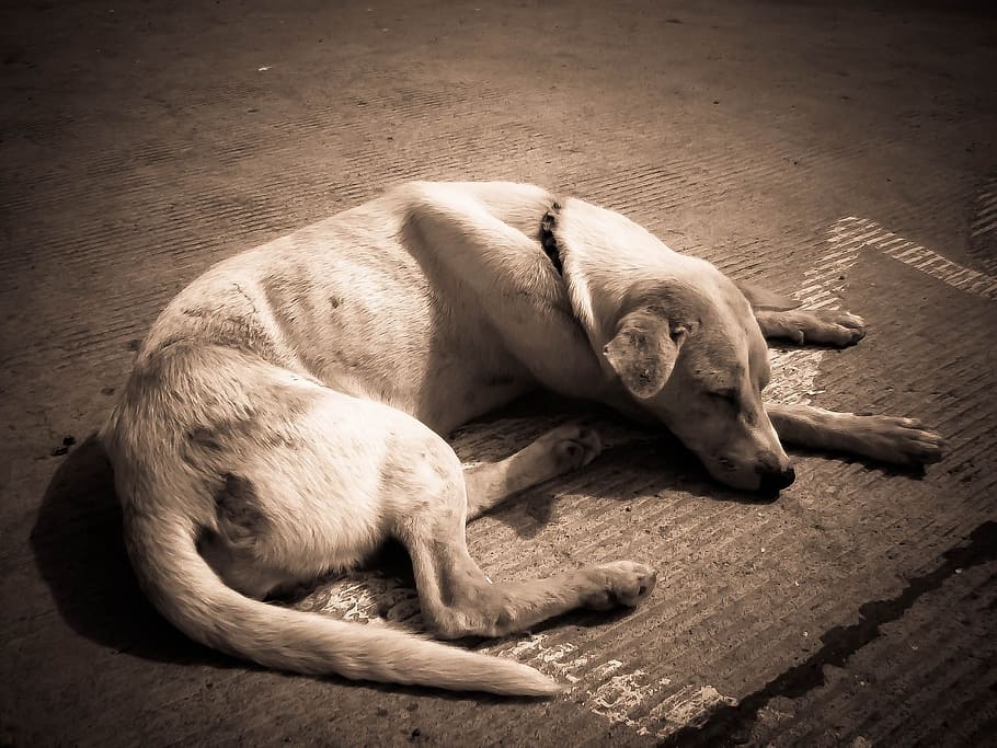 short-coated, white, dog, lying, ground, sleeping, animal, canine, pet, skinny