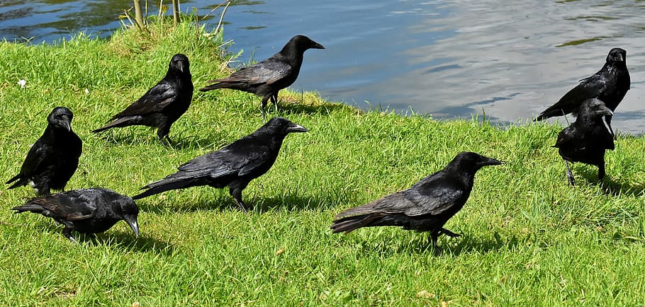 rebanho, corvos, gramíneas, corvo, pássaro corvo, preto, natureza, projeto de lei, corvos de carniça, corvo comum