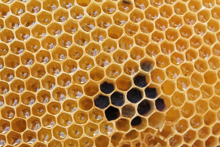foto close-up, kuning, sisir madu, sarang madu, madu, lezat, manis, sarang lebah, pemeliharaan lebah, segi enam