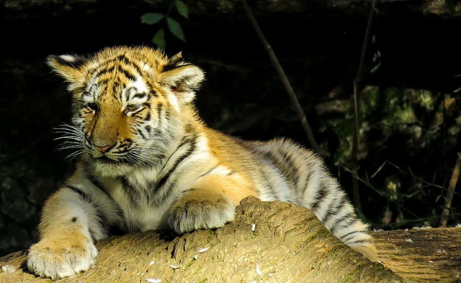 shallow, focus photography, bengal tiger cub, animal, tiger, young tiger, cat, dangerous, close, cute