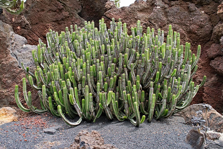 jardin de cactus, cactus, lanzarote, españa, africa atracciones, guatiza, lava, roca, naturaleza, planta