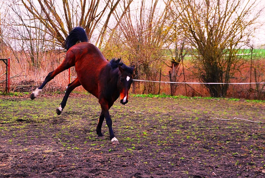 horse, rodeo, knock out, jump, domestic, domestic animals, mammal, pets, tree, vertebrate