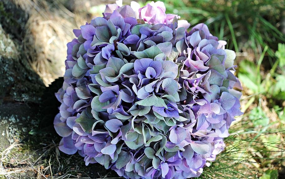 紫 緑 アジサイの花の花束 草 アジサイ 花 夏 青 アジサイの花 自然 Pxfuel