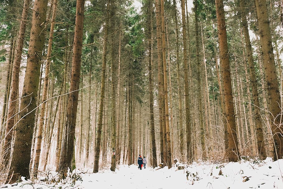 brown, trees, middle, forest, woods, green, travel, adventure, camping, people
