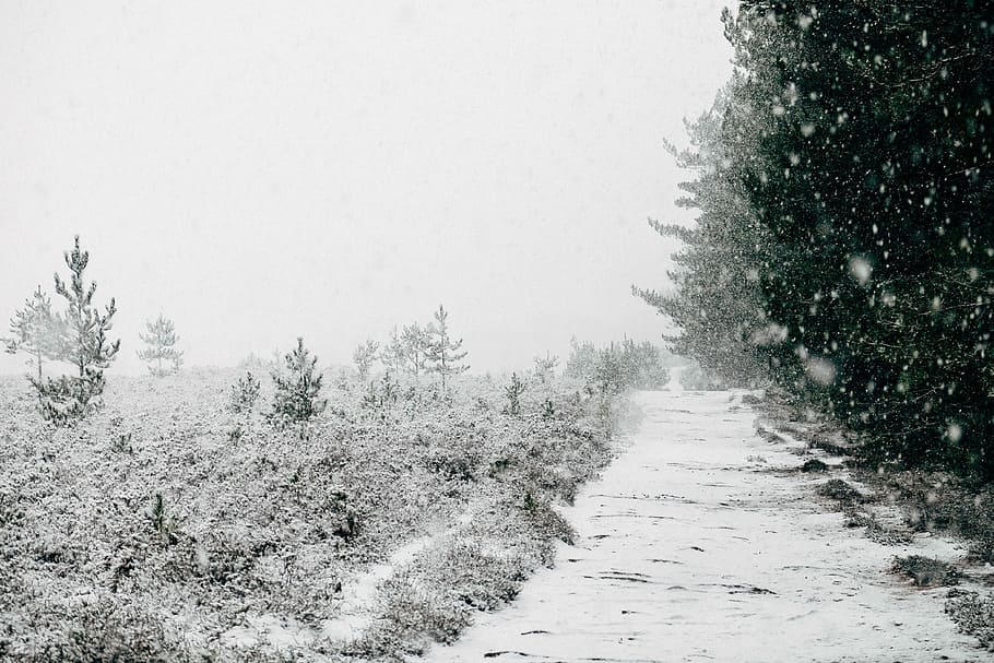 雪をかぶった木々, 木々, 寒さ, 灰色, 雪, 白, 冬, 自然, 寒さ-温度, 木