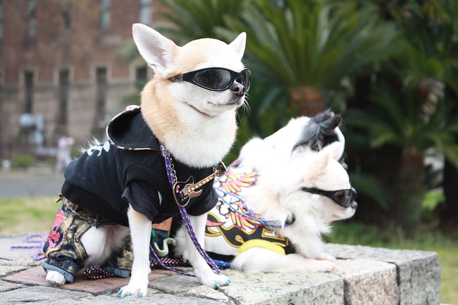 dois, marrom, liso, vestindo, óculos de sol, camisa, durante o dia, Chihuahuas, cachorro, moda