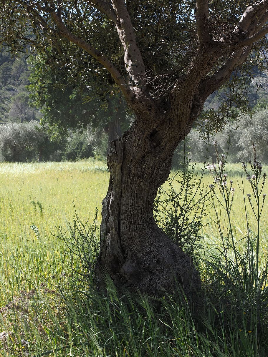 tribe, gnarled, old, olive tree, olive plantation, plantation, tree, olive garden, olive grove, planting
