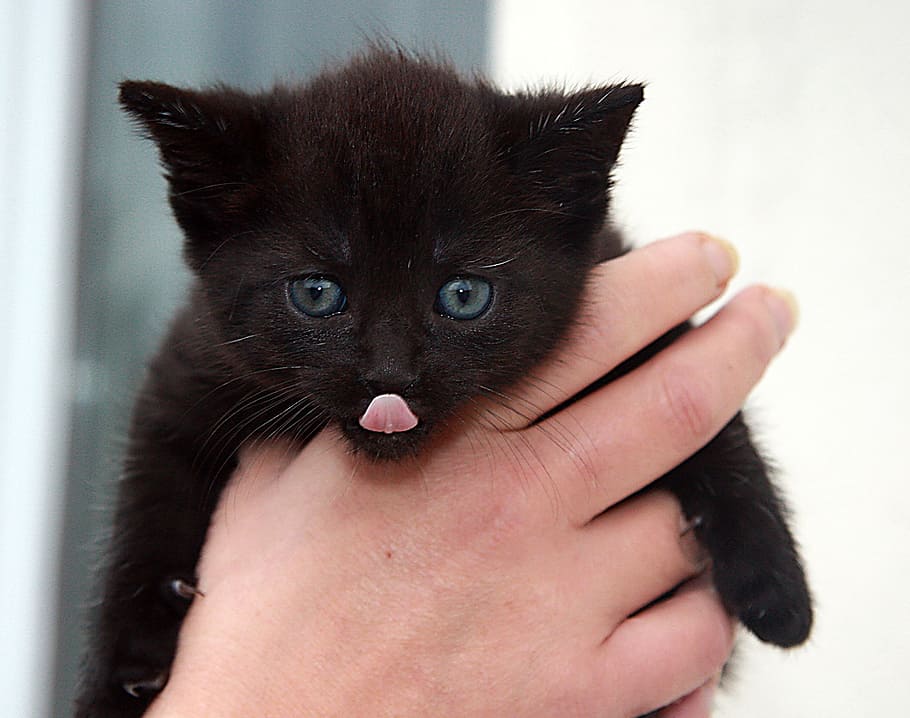 person, holding, black, kitten, cat, putties, cute, pet, animal, adidas
