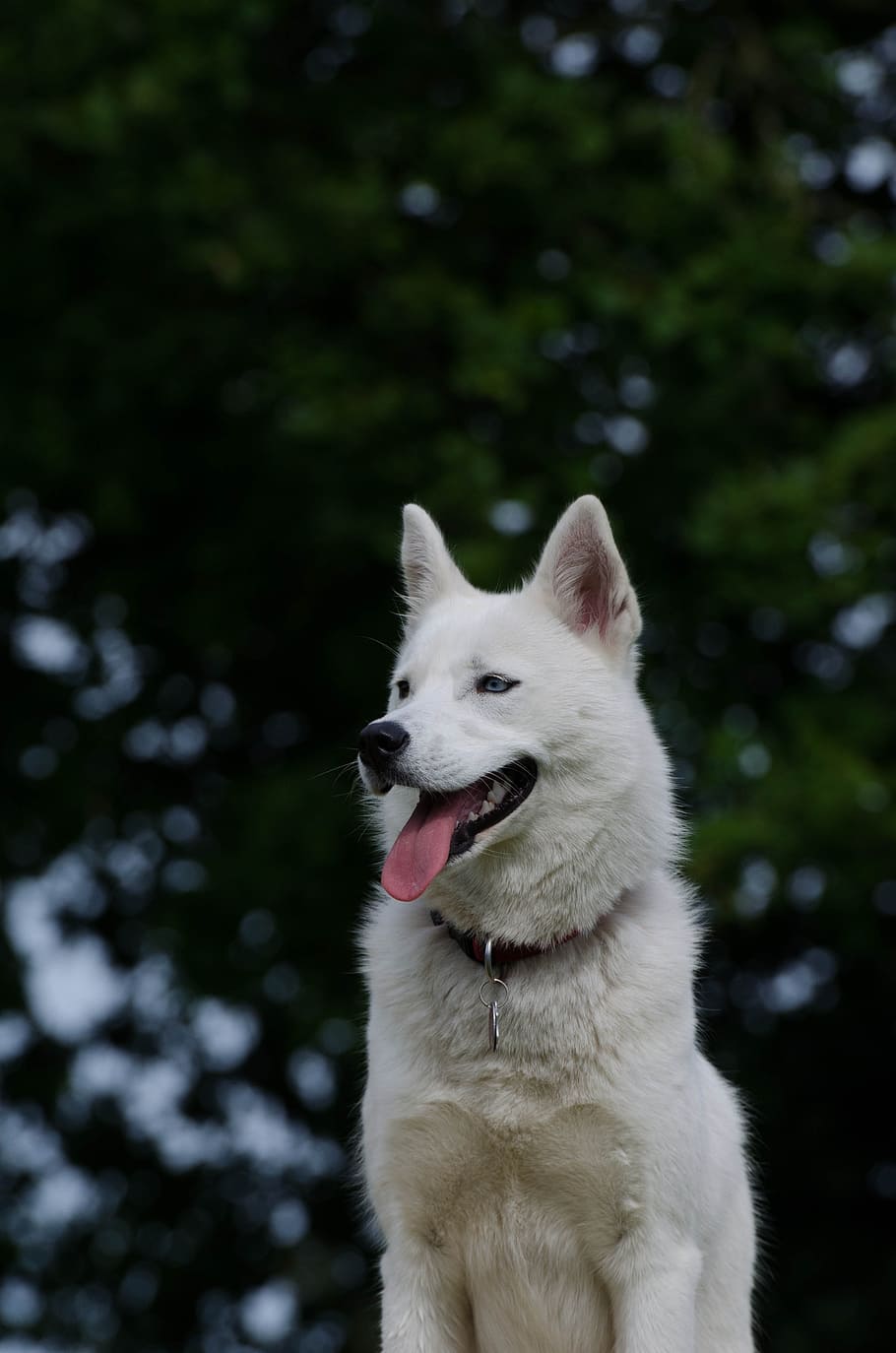 ハスキー 白 そり犬 青い目 犬 ペット 家畜 1匹の動物 動物のテーマ 白色 Pxfuel