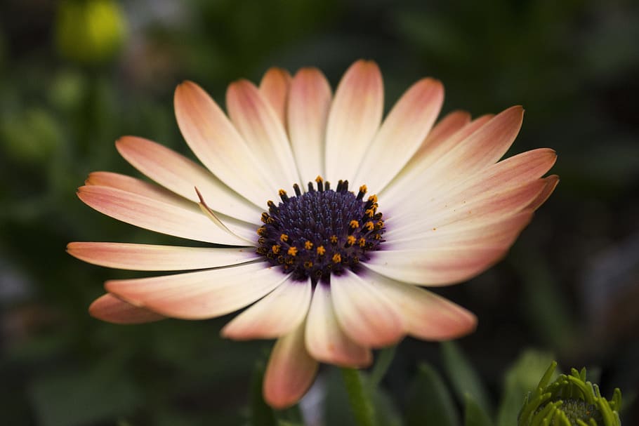closeup, orange, osteospermum flower, daisy, flower, beautiful, perfect, colors, white, yellow