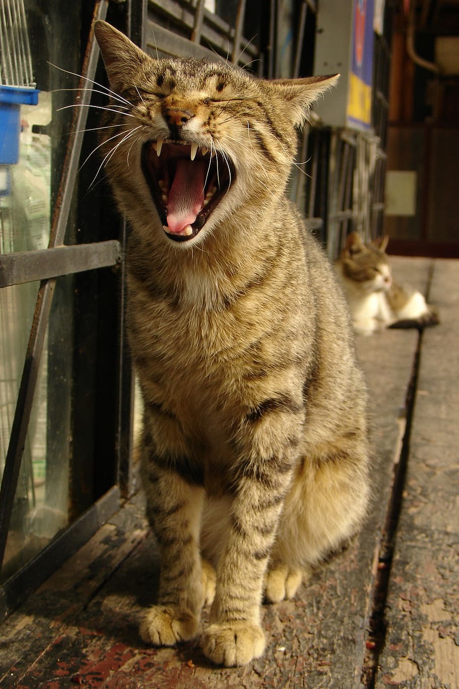 Cat, Yawning, Teeth, Tongue, Portrait, teeth, tongue, yawn, one animal, animal themes, feline