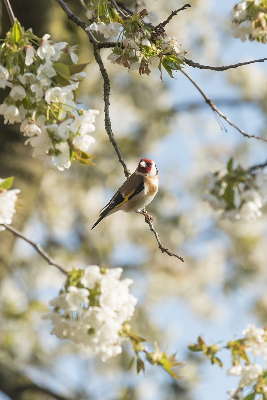 stieglitz, goldfinch, bird, cherry tree, cherry blossom, bird in tree, plant, animal themes, animal, flower