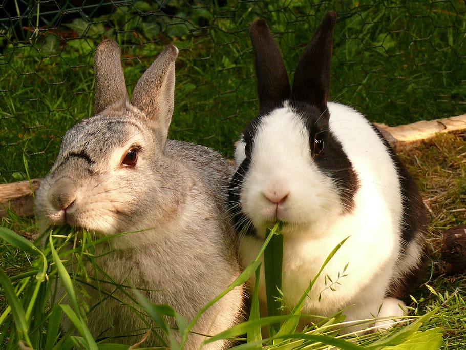 two, gray, white, rabbits, eating, green, grass, hare, rabbit, nager