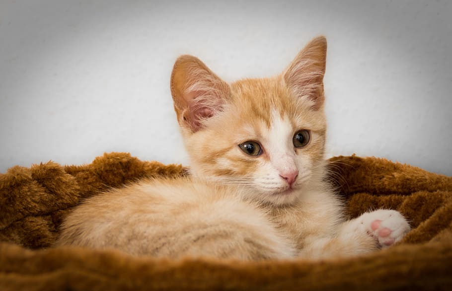 oranye, kucing betina, anak kucing, coklat, tempat tidur hewan peliharaan, kucing oranye, kucing, tempat tidur, lelah, selamat malam