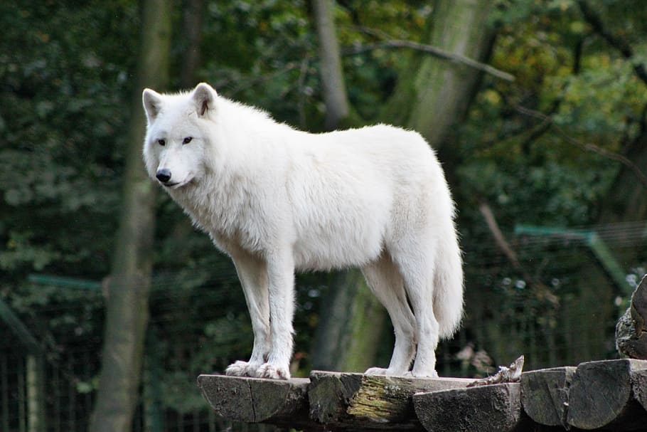 Putih serigala