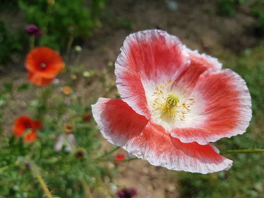 anemone, summer flower summer image, summer posters, picture poetry, red, rotweiss, romance, summer romance, flower garden, natural lawn