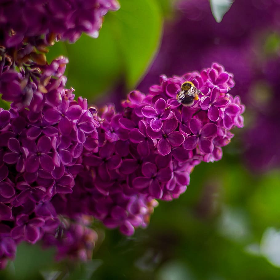 lila, flores, púrpura, flor morada, rama de flor lila, árbol lila, planta,  naturaleza, jardín, abeja | Pxfuel