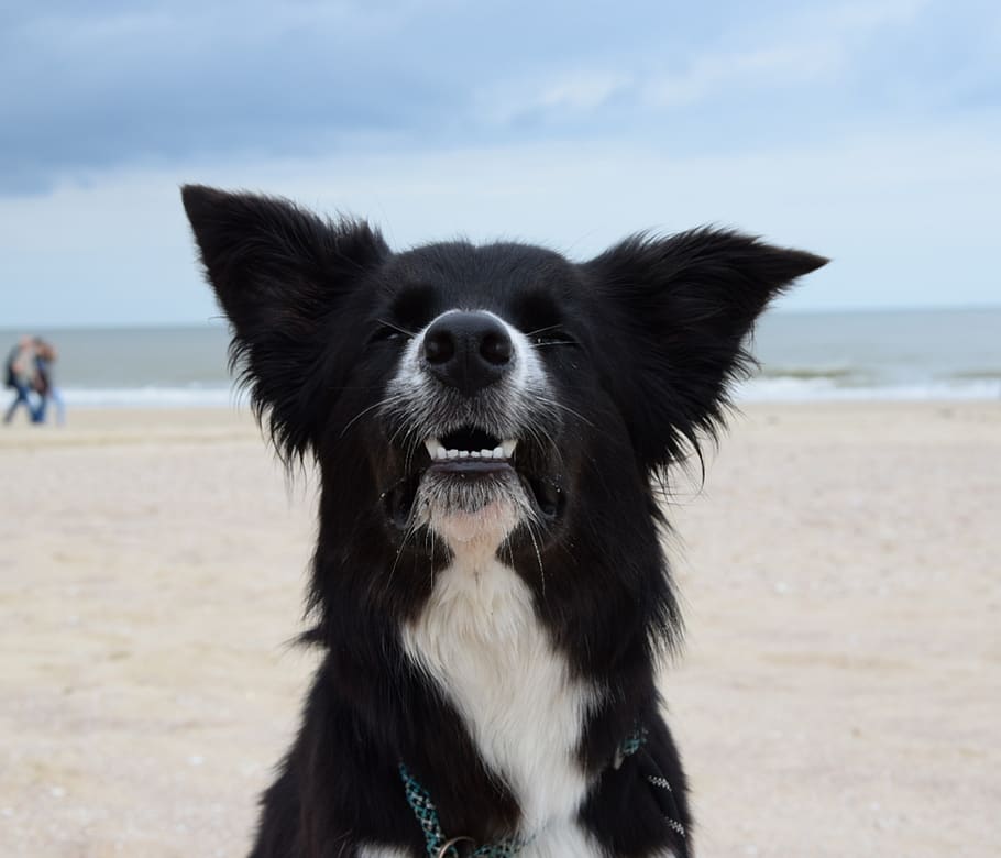 border collie, black and white, herding dog, dog, grin, making a face, beach, sea, collie, border