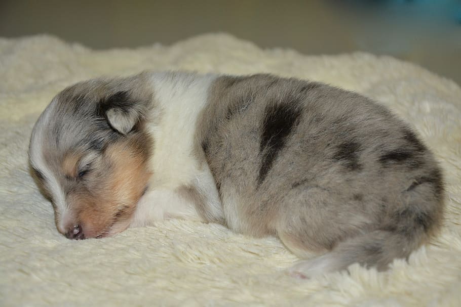 Filhote De Cachorro Filhote De Cachorro Do Bebe Filhote De Cachorro Cao Pastor De Shetland Tempestade Azul De Cadela Cor Azul Merle Mamifero Animal Bonito Cao Animal De Estimacao Pxfuel