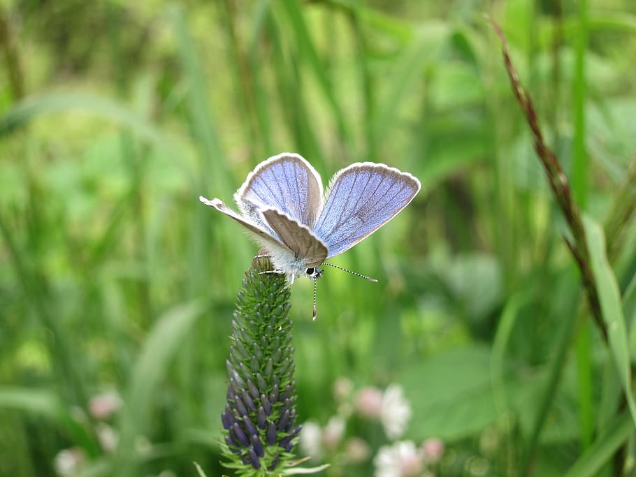 selective, focus photography, common, blue, butterfly, perched, green, flower buds, meadow, art
