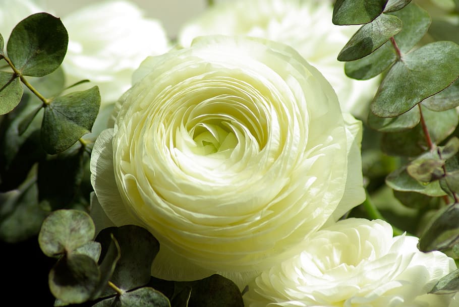 macro photography, white, roses, flowers, buttercups, flowering, petals, flower, beauty in nature, plant