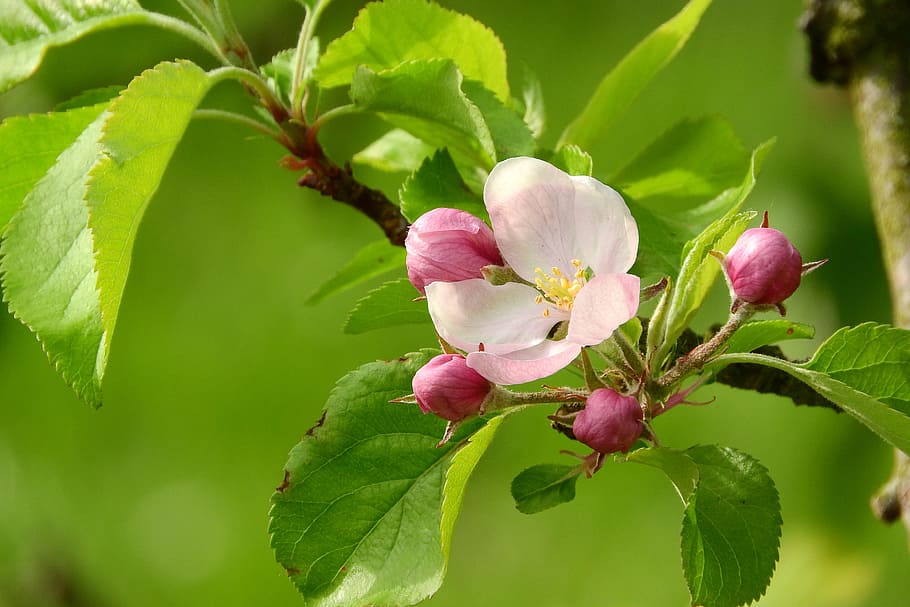 white, petaled flower, surrounded, pink, flower buds, branch, flower, buds, apple-blossom, a blossoming fruit tree