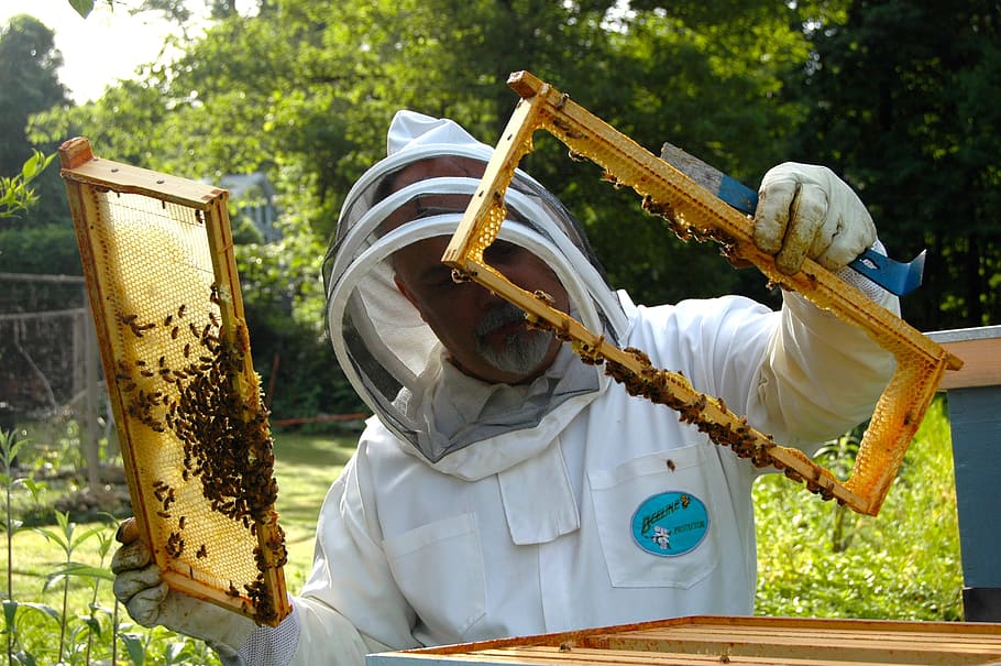 hombre, vistiendo, blanco, traje, apicultor, colmena, inspección, apicultura, abeja, colmenar