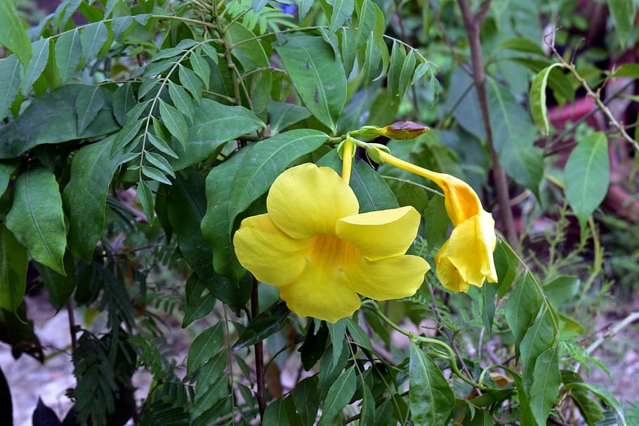 yellow allamanda, allamanda, yellow flower, golden trumpet, ornamental plant, plant, flowering plant, flower, yellow, growth