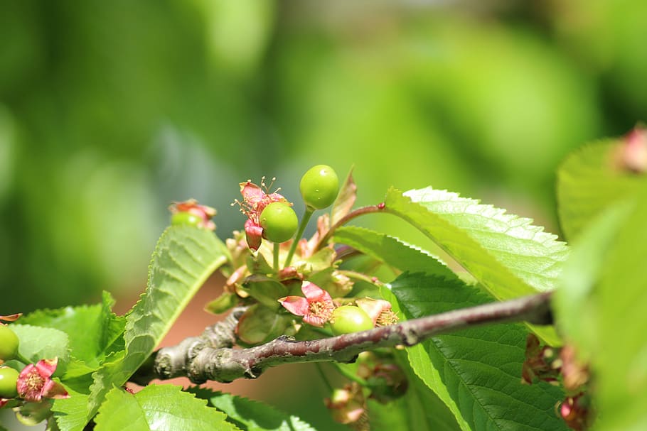 cherries, maturation, green, fruit, spring, sprig, tree, nature, fruiting tree, plant part